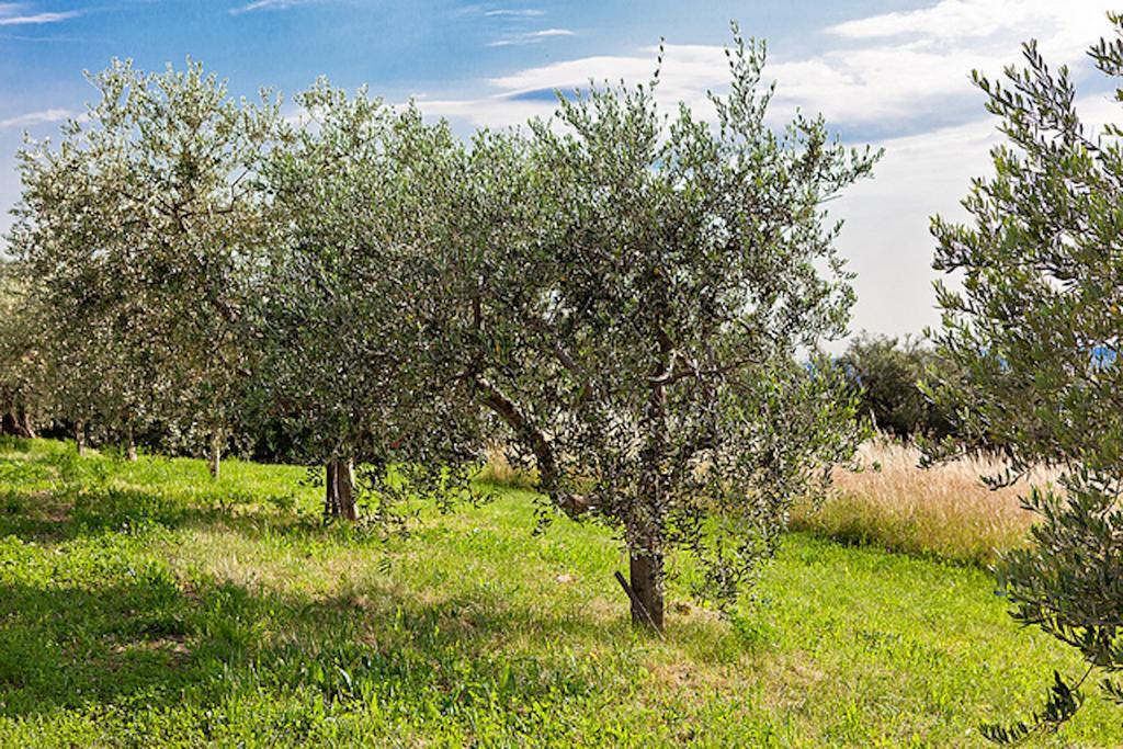 Villa Agriturismo Il Pianetto Verona Exterior foto